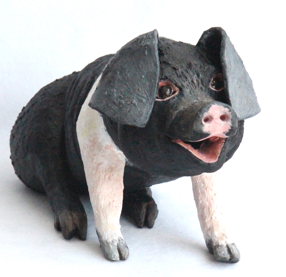 Saddleback Pig
