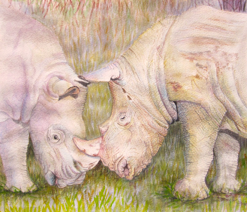 Young Rhinos