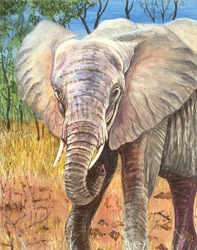 Celia's Elephant