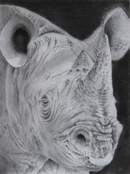rhino head