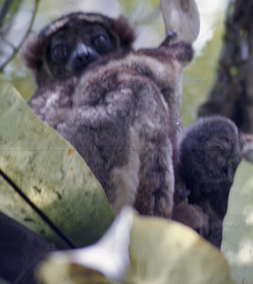 Woolly Lemur