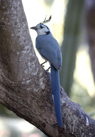 Magpie-Jay