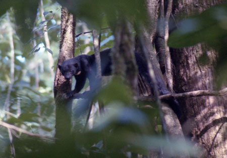 Tayra