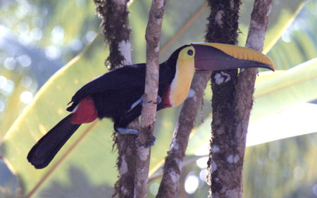 Chestnut-mandibled Toucan