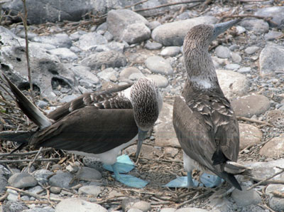 Blue-foot Boobies