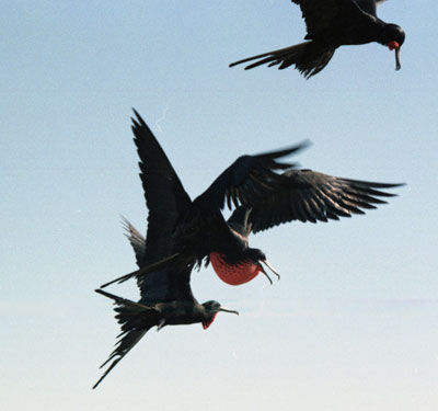 frigate Birds