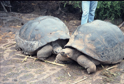 Tortoises