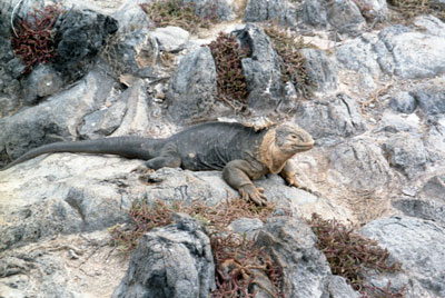 lang Iguana