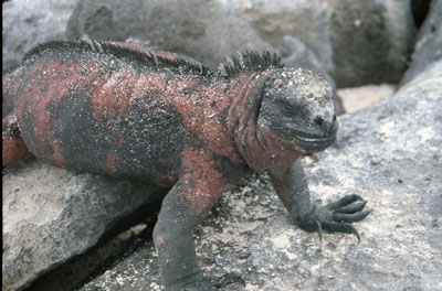 Marine Iguana