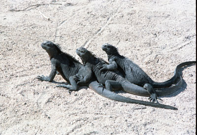 Marine Iguanas