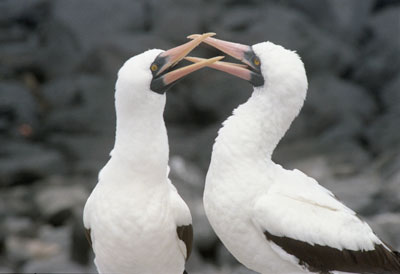 Nazca Boobies