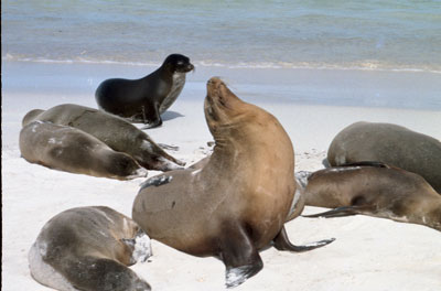 Sealions