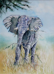 elephant2