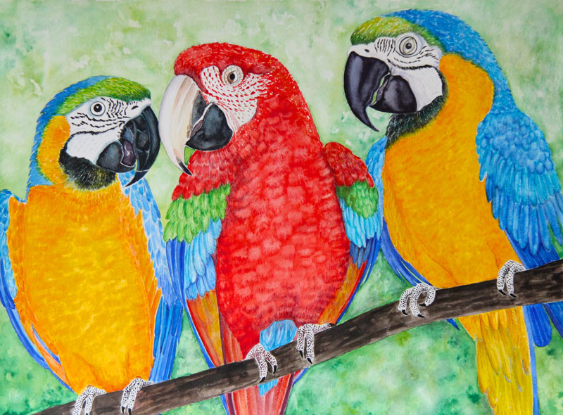 Macaws