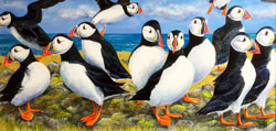 puffins