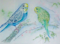 Budgies