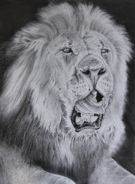 Male Lion Head