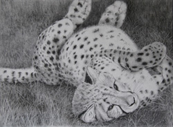 cheetah