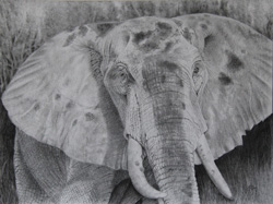 elephant head