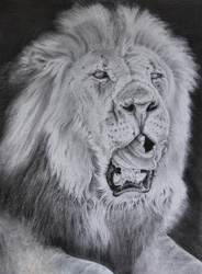 Male lion