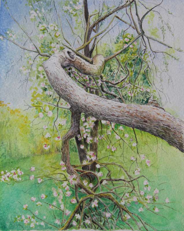 apple_tree