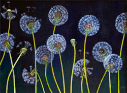 dandelions