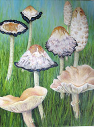 toadstools