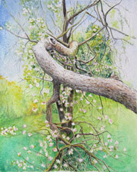Apple Tree