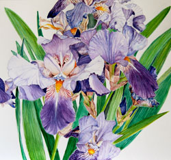 irises