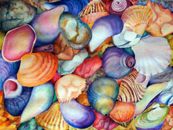 shells