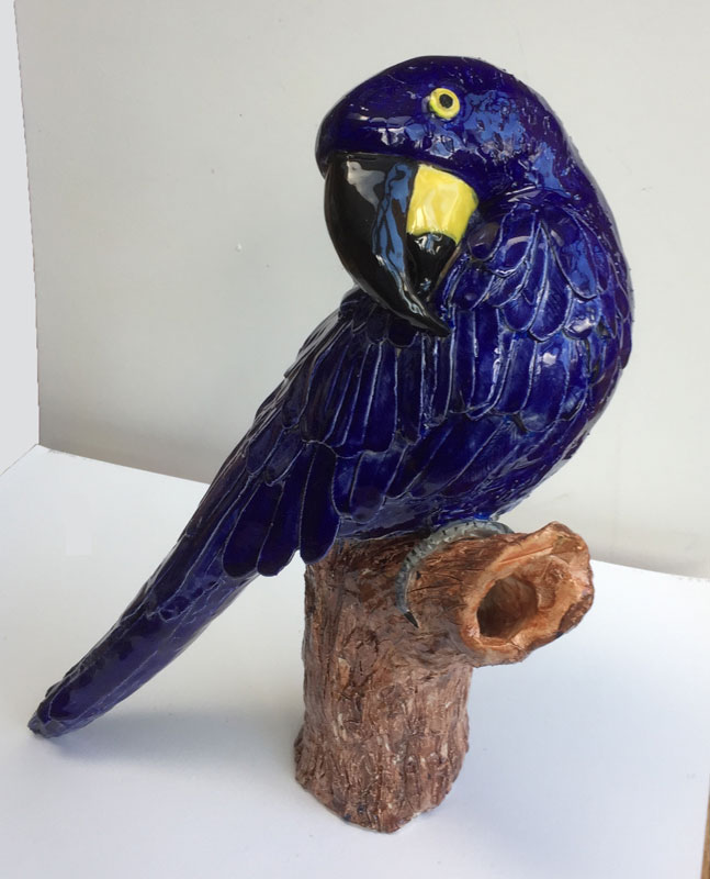 Hyacinth Macaw