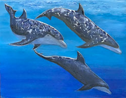 Bottlenose Dolphins