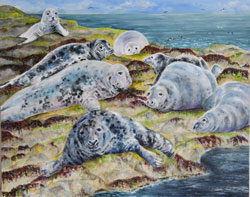 Grey Seals