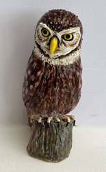 Little Owl