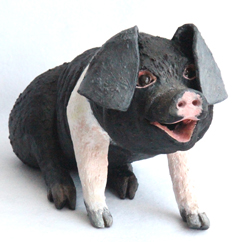 Pig