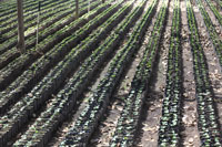 Coffee Nursery