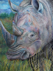 rhino head
