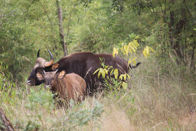 Gaur