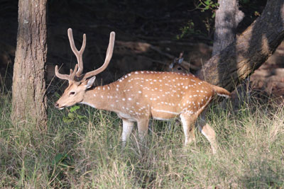 Chital