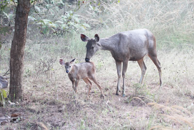 Sambar