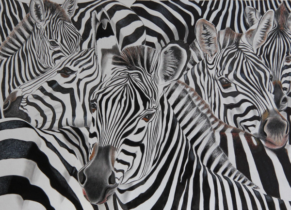 Zebras