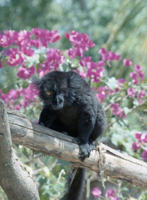 Black Lemur