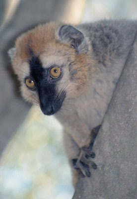 Brown Lemur