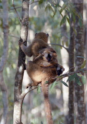 Brown Lemur