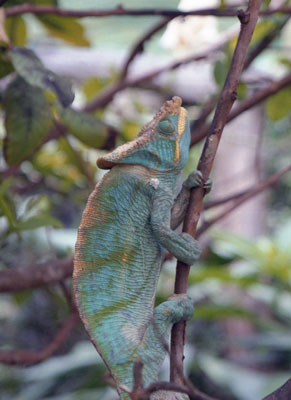 Chameleon