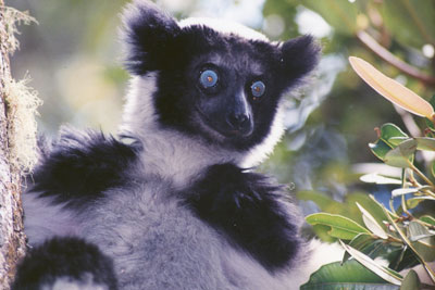 Indri