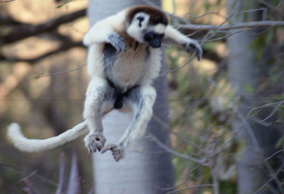 Sifaka