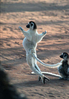 Sifaka