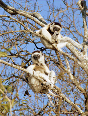 Sifaka