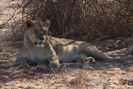 Lioness